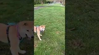 Water bottle as soccer ball #shibabobliu #dog