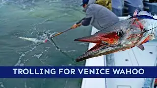 The Wahoo Bite is ALWAYS on at Venice!