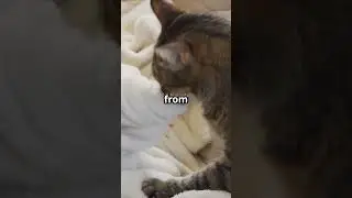 Why Cats Knead You: The Emotional Truth! 😻❤️ #facts