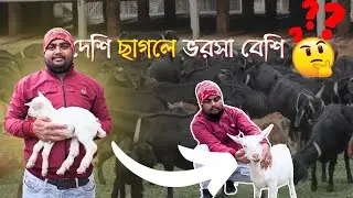 আরো একটি নতুন Black Bengal Goat Farm in Raiganj || দেশি ছাগলের খামার || ব্ল্যাক বেঙ্গল ছাগল পালন