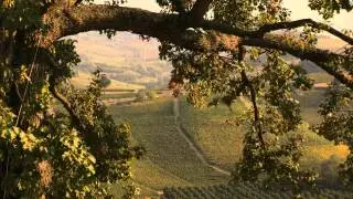 Discover the Wines Of Italy with Michael Fagan