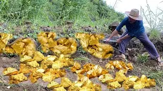 Look for the gold nuggets at the ancient mountain - gold mining and found a lot of gold.