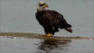 Young Bald Eagles At The Upper Mississippi River Flyway - Lake Onalaska