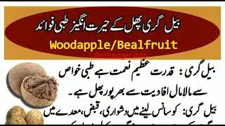 بیل گری کے فائدے |Belgiri ke fayde|wood Applebe Benefits|beal fruit|belegri ke fwaid in urdu /hindi