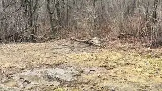 (Take2) Peekaboo, nice gray fox! Happy New Year y&rsquo;all be safe.