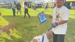 OC Bully Bash vol. 2  was a dope show! Good vibes and networks.#ocbullybash #americanbully #xlbully