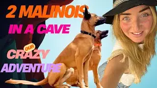 Training My 2 Malinois Puppies | Vlog Dog Rescue Journey (Ep.5)