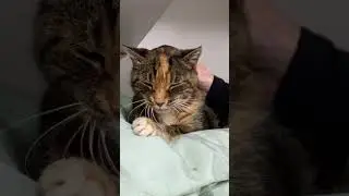 Shelter Cat's Healing Journey #shorts