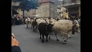 La Transumanza a Bardineto (SV)