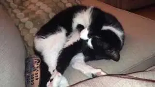 Megard Awakes From A Deep Sleep