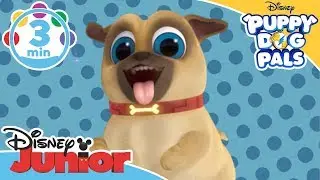 Puppy Dog Pals | The Bone Song - Learn to Count Game  | @disneykids