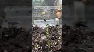How I got Broccoli seeds Growing in 3 Days!