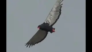 Bateleur Eagle in flight. WildEarth. 27 November 2019