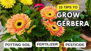 Gerbera Kaise Grow Kare/ Gerbera main Jyada Phul Kaise paye/ Fertilizer For Gerbera/ #gerbera