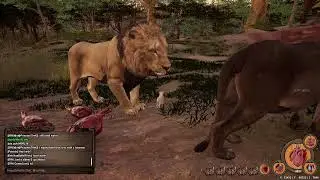 Animalia Survival - Lion Cub