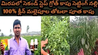 #మిరపలో సెకండ్ స్టెప్ గ్రోత్ కాపు సెట్టింగ్ కోసం ఈ మూడు డోసులు స్ప్రే చేయండి @MB-uk4gl 