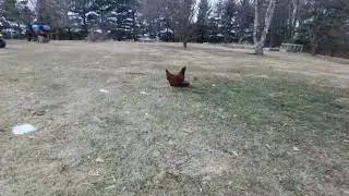 Chickenhawk