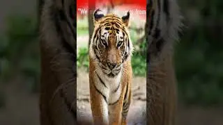 International Tiger Day/International Tiger Day Whatsapp Status/Global Tiger Day/Tiger Day #shorts