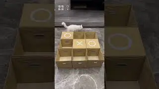 TINGKAH KUCING MAIN PETAK UMPET