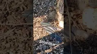 STRONT AAN DE KNIKKER
