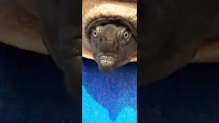 #newvideo #babyturtle #turtle #turtleshorts #turtlevideo #turtlefood #tinyturtle
