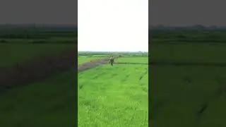Spraying grass in the field HANUMAN