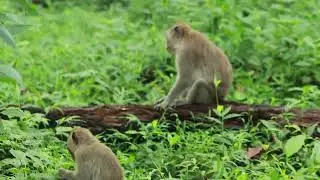 Duchess and Princess Monkey Walking On Grass Field / MA-D.743