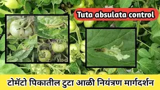 Tomato tuta absulata | tomato tuta ali niyantran | Tomato tuta absulata control insecticide