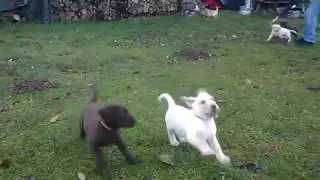 Freie Wildbahn Labrador  Welpen