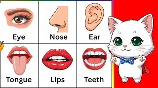 Body parts names song | learn parts of body | learning body parts for toddlers song | english rhymes