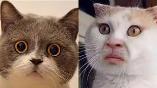 🤪😻 Кошки против гравитации: уморительные неудачи, которые поднимут вам настроение! 😂🐾