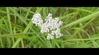 Flowers Of The Meadows Valerian Nature Birds Sounds White Noise (Mountains South of Poland)