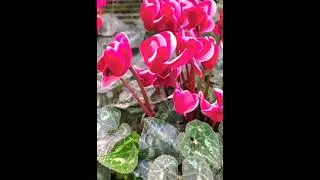 Cyclamens Red Pink Flower's  #gardening #flowers #plants #houseplants #cyclamen