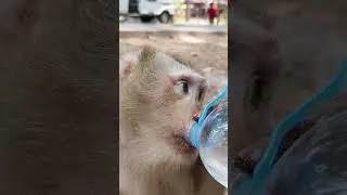 monkey cute  and smart monkey drink water #happiness #monkey #love #animals #zoo #monkeys #animals