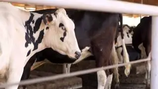 Maddox Dairy Sustainability