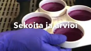 Lypsyn vaiheet Ollikkalan navetassa
