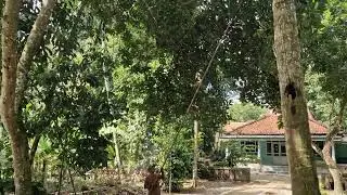 CREATIVE TRICKS FOR PRUNING TREES WITH SIMPLE TOOLS WITHOUT ANY HASSLE! - Agriculture Farming