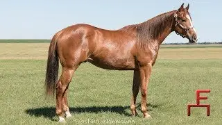 2018 Fulton Sale - Lot 20 Honor A Flashlight