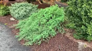 Larix laricina 'Emerald Curtain' Weeping American Larch  April 23, 2020