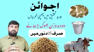 Milk and Meat Increase دودھ گوشت بڑھائیں By using Carom Seeds اجوائن فارمولا in Cow Buffalo Goats