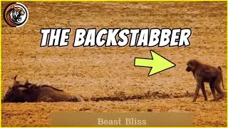 Savanna Survival: The Hidden Drama of Africa&rsquo;s Ultimate Predators | Wildlife Documentary