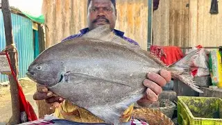 KASIMEDU🔥SPEED SELVAM BIG POMFRET FISH CUTTING 🔥IN KASIMEDU FISH CUTTING 🔥