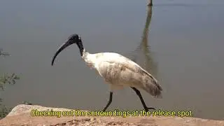 Black headed Ibis Care and Release