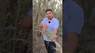 Es considerado Maleza