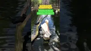 😝 Crazy Pelican getting ready for HER