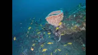 CCR diving in Amed, Bali - 2