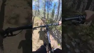 TIGHT #bike #mtb #trees #velo #camba #reclaimer #vtt