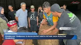 PEMBELIAN TEMBAKAU DI BUKA BUPATI MINTA PETANI JAGA KUALITAS