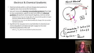 Physiology Calculations - Nernst Potential