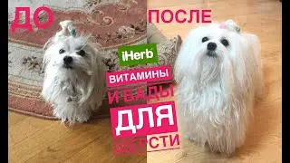 Витамины и БАДы для собак с  iherb, утренний утренний уход за мальтийской болонкой Иви.(влог 2)